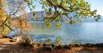 pictorial lakeside Traunsee,  big oak tree. Austrian landscape. by SusaZoom