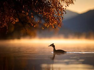 Der Haubentaucher im goldenen Herbstnebel - De fuut in de gouden herfstnevel
