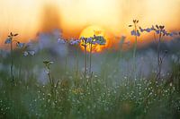 Oranjetipje tussen de pinksterbloemen met zonsopkomst