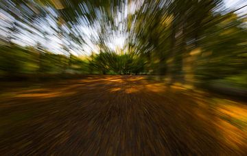 Zonneschijn in een bewegend bos van Bianca Fortuin