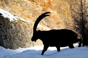 Steenbok silhouet in sneeuw