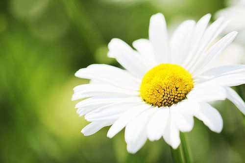 Close-up of a daisy