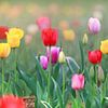 Een veld vol kleurrijke tulpen in rood, geel en oranje creëert een lenteachtige sfeer van Thomas Heitz