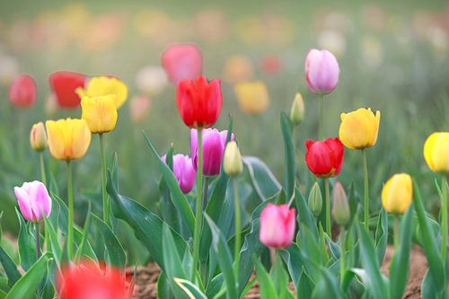 A field full of colourful tulips in red, yellow and orange creates a spring-like atmosphere