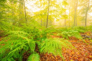 Atmosphärischer Wald im Herbst mit Nebel in der Luft