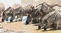 Twee neuzende zebra's in een dorstige groep 