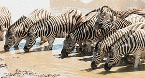 Twee neuzende zebra's in een dorstige groep  van Bas Ronteltap