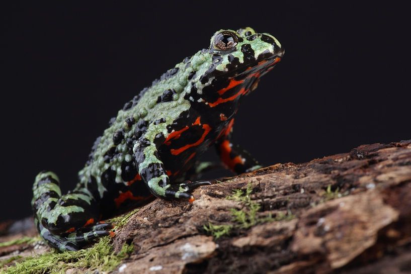 Chinese Vuurbuikpad (Bombina orientalis) van Ronald Pol