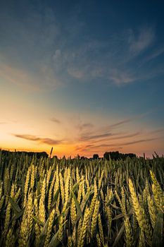 Graan dansend in het laatste restje licht