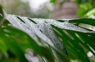 Waterdruppels op een groen blad. Close-up met zachte onscherpe randen. Levendige groene kleuren acht van Tjeerd Kruse thumbnail