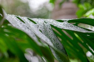 Waterdruppels op een groen blad. Close-up met zachte onscherpe randen. Levendige groene kleuren acht