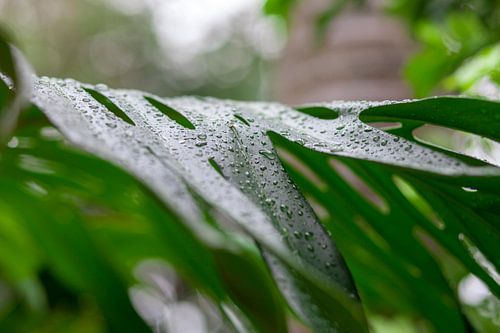 Water drops on a green leaf close-up with soft defocused edges. Vivid green color background. Summer