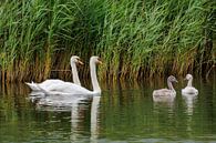 La famille Swan par Fotomakerij Aperçu