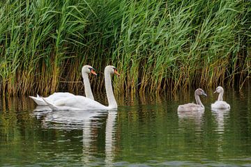 La famille Swan