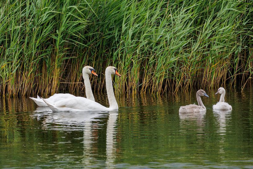 La famille Swan par Fotomakerij