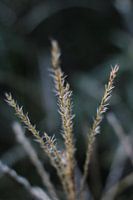 Federn im Garten