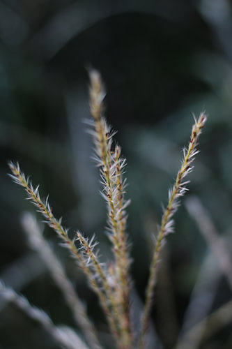 Plumes in the garden