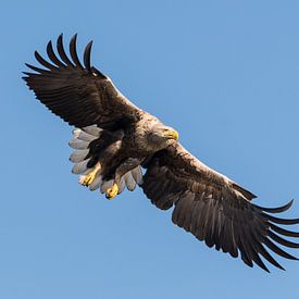 Whited Tailed Eagle in flight by Martin Bredewold