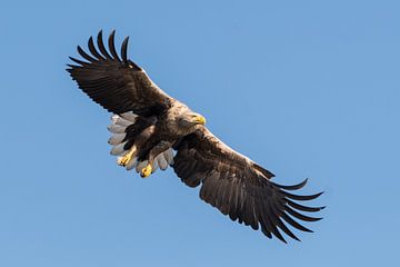 Europäischer Weißkopfseeadler im Sturzflug von Martin Bredewold