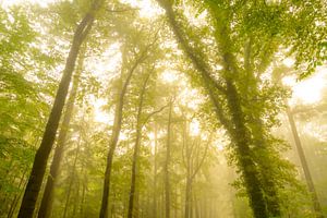 Sfeervol bos in de herfst met mist in de lucht van Sjoerd van der Wal Fotografie