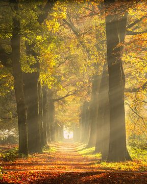 Sonnenstrahlen von John Goossens Photography