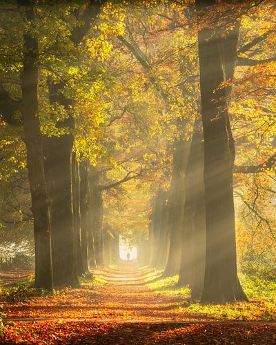 Rayons de soleil