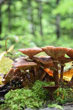 Paddenstoelen in het bos in de herfst van Claude Laprise