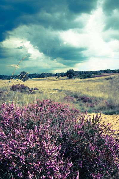 Cloudy heather by Frits Hendriks