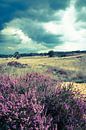 Cloudy heather by Frits Hendriks thumbnail