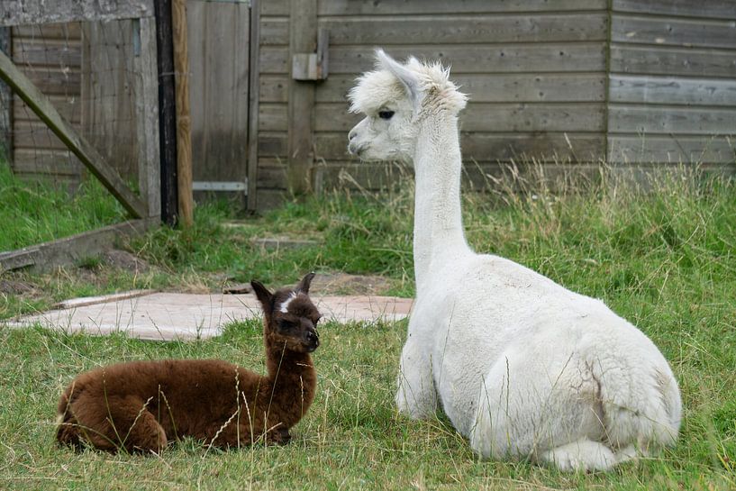 Alpaca with foal by Marjoleine Knappers