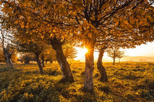 Booking on an autumn evening by Catrin Grabowski
