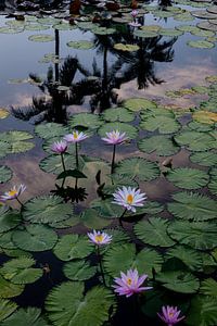 Seerose auf Bali