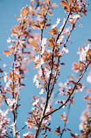 blossom