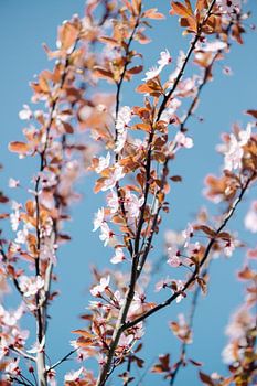 Blüte