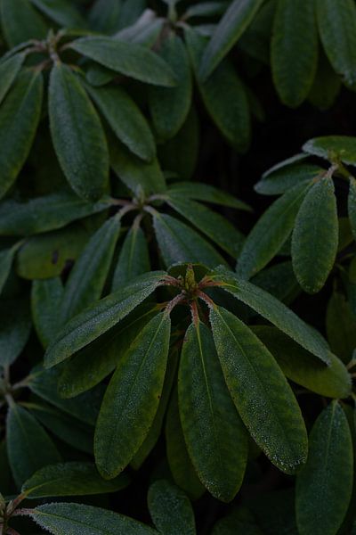 Warm, green winter by Foto Nynke
