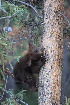 Zwarte berenwelp in Banff National Park, Alberta, Canada van Frank Fichtmüller