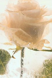 Rose in ice 2 by Marc Heiligenstein