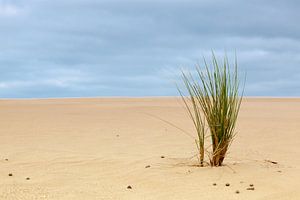 grass in the sand sur Marcel Derweduwen