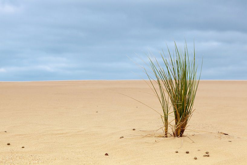 Gras in het zand par Marcel Derweduwen
