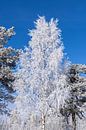 Tree in winter plumage by Adelheid Smitt thumbnail