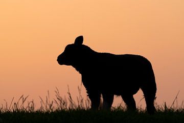 Schaap bij zonsondergang van Ronald Buitendijk Fotografie