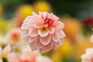 Dahlia sur Jan Schuler