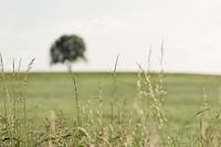 One Tree