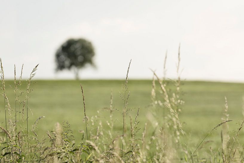 One Tree van Erwin Goossens