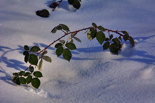 Sneeuwblad