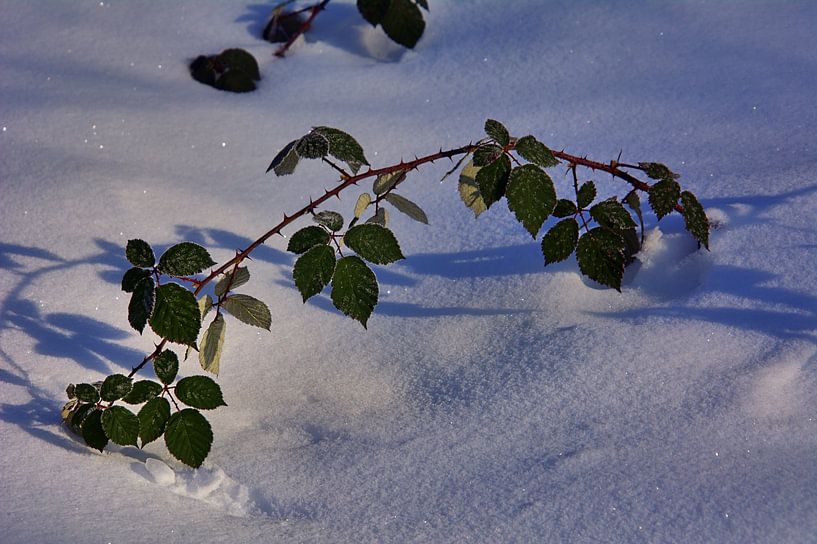 Feuille de neige par Edgar Schermaul