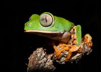 Grote kikker (Tiger-striped Leaf Frog, Callimedusa tomopterna) in Braziliaanse amazonegebied