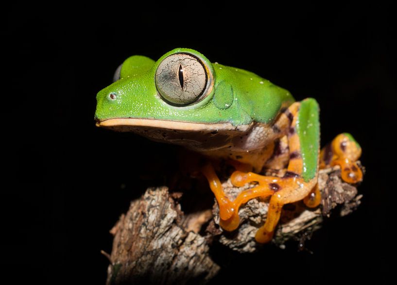 Tiger-striped leaf frog (Callimedusa tomopterna) in Brazilian Amazonia by Thijs van den Burg