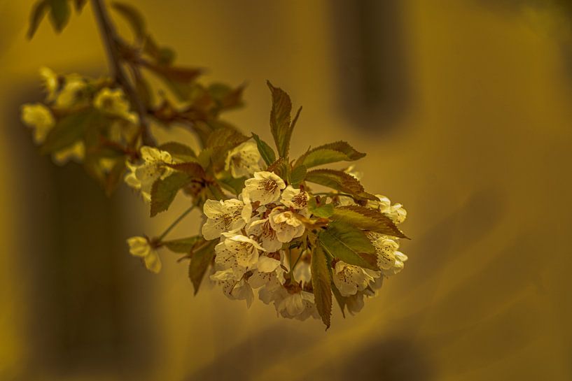 Natuur en landschap van Johnny Flash