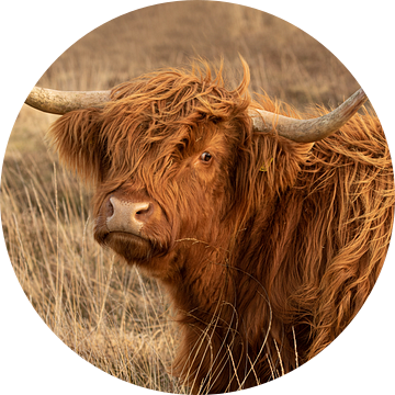 stoere schotse hooglander, higland cow van M. B. fotografie